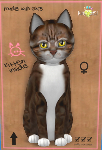 94 KittyCats Box - New Born Kitten