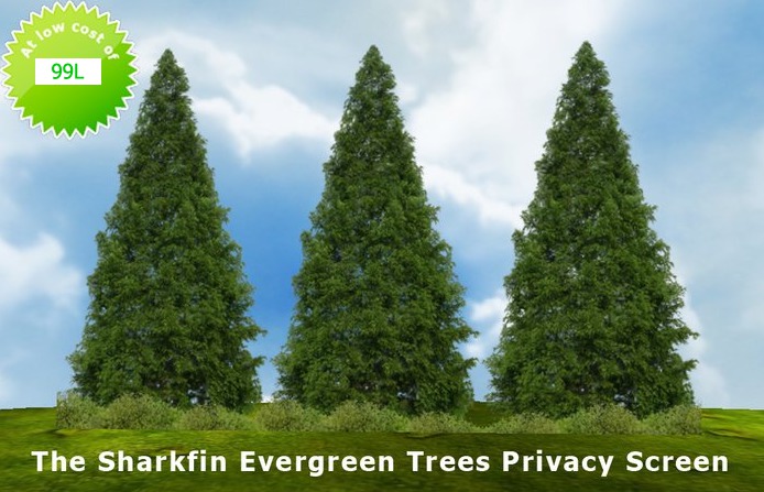 Evergreen Trees Land Border Privacy Screen Land Divider