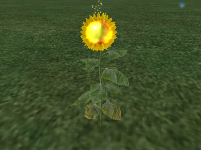 {Papillon} [Boxed] Small Fairy Sunflower