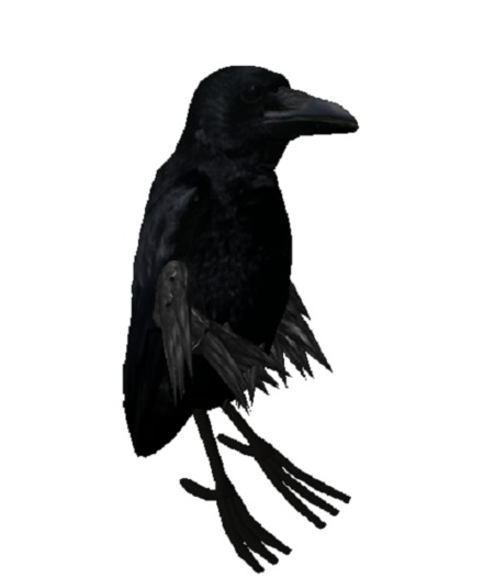 Funny Friendly Raven