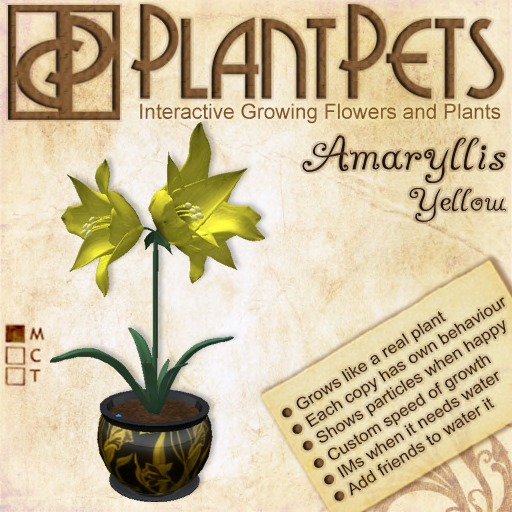 *rare* PlantPet Seed [Amaryllis *Small Yellow*] 