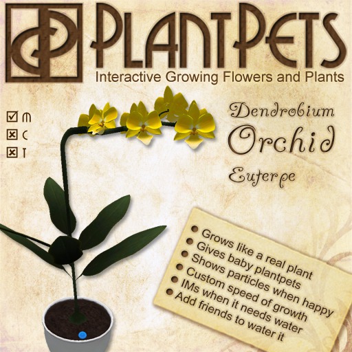 PlantPet Seed [Dendrobium Orchid *Euterpe*]