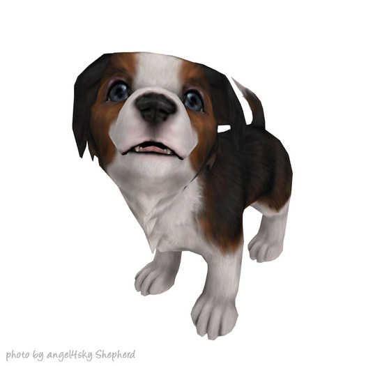 JIAN Countryside Collies :: Companion Pup Tri EP BOX