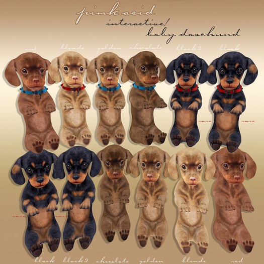 *Pink Acid Daschund Puppy - Golden - Collared Him RARE