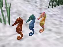 TM Swimming Seahorses