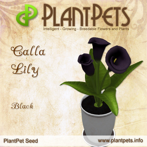 PlantPet Seed [Calla Lily *Black*]