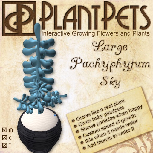 PlantPet Seed [Large Pachyphytum *Sky*]