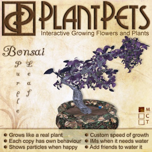 PlantPet Seed [Bonsai *Purple Leaf*] Box, Open Me