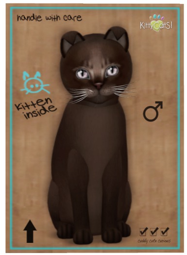 KittyCatS Box - Abyssinian - Dark Chocolate