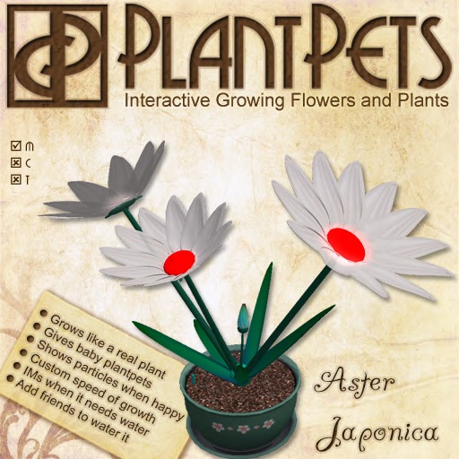 PlantPet Seed [Aster *Japonica*]