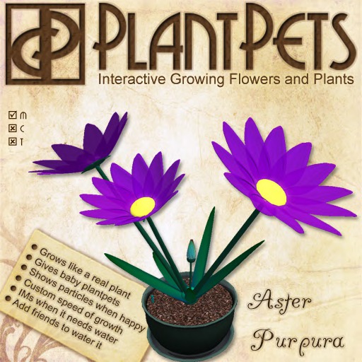 PlantPet Seed [Aster *Purpura*]