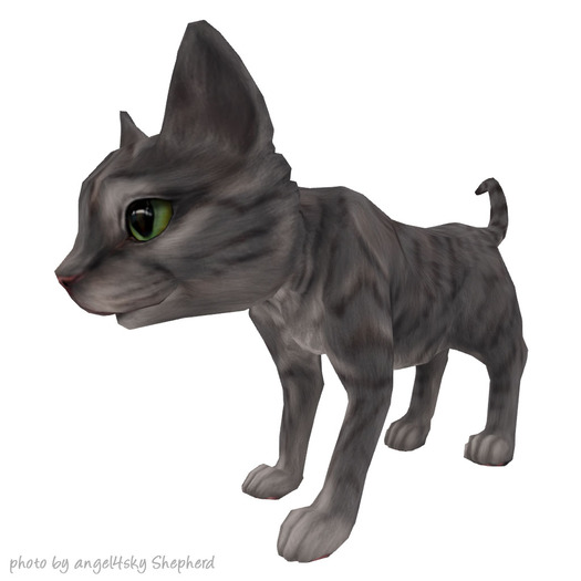 JIAN Curious Kitties :: Companion Gry Tabby BOX