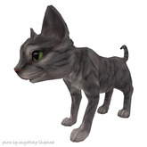 JIAN Curious Kitties :: Companion Gry Tabby BOX