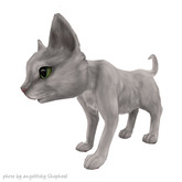 JIAN Curious Kitties :: Wander White BOX