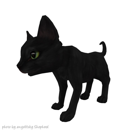 JIAN Curious Kitties :: Companion Black BOX
