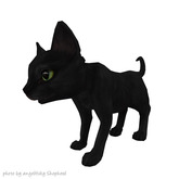 JIAN Curious Kitties :: Companion Black BOX