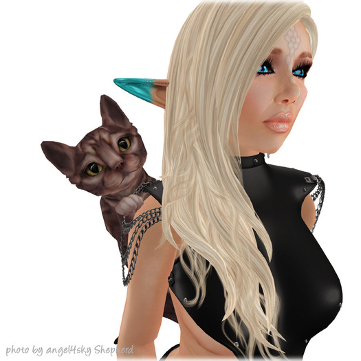 JIAN Curious Kitties :: Clinger Bwn Tabby BOX