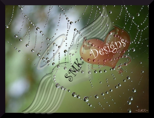 Framed Photo - Web of Life