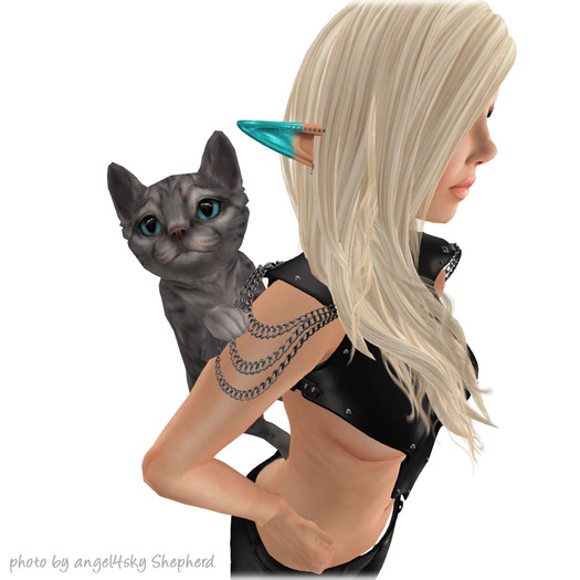 JIAN Curious Kitties :: Clinger Gry Tabby BOX