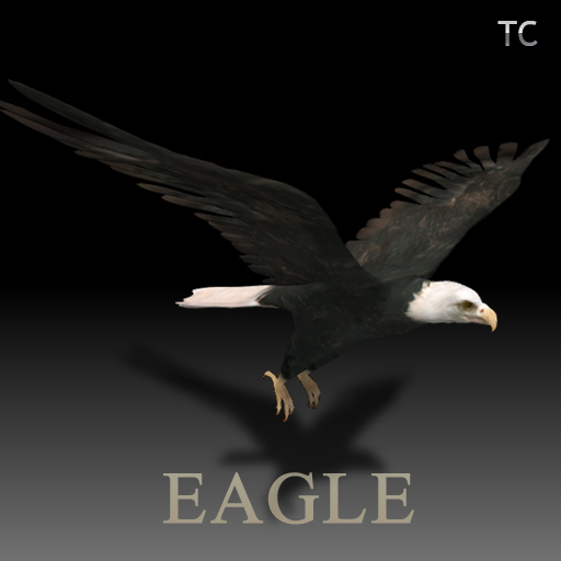 Bald Eagle Box