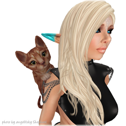 JIAN Curious Kitties :: Clinger Org Tabby BOX