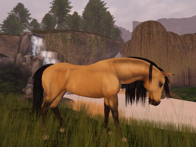 Kiger Mustang Shape