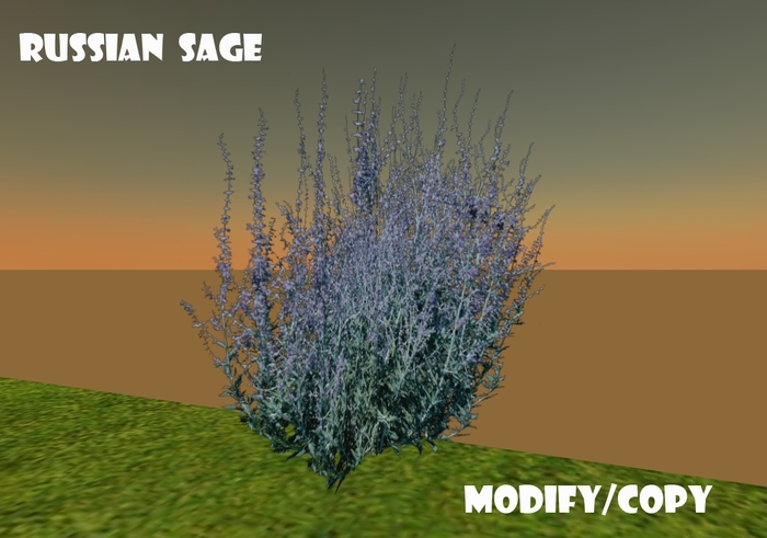 Russian Sage (Flexi)