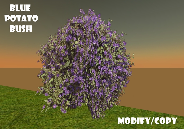 Blue Potato Bush (Flexi)