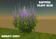 Baptisia Plant Blue (Flexi)