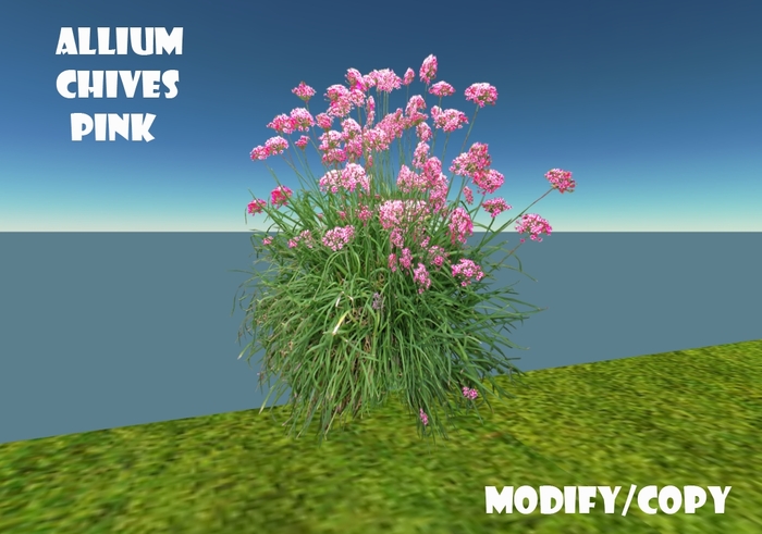 Allium Chives Pink (Flexi)