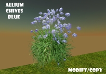 Allium Chives Blue (Flexi)