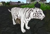 White tiger5