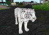 White tiger7