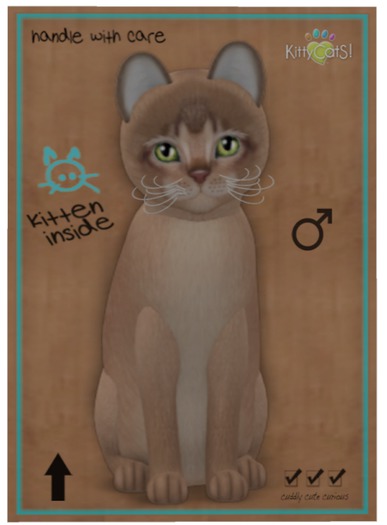KittyCatS Box - Abyssinian - Blue