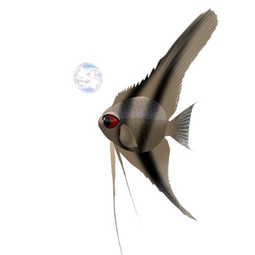 (7S) Common Fish: Striped Angelfish