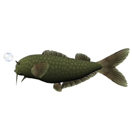 Uncommon Fish: Green Catfish