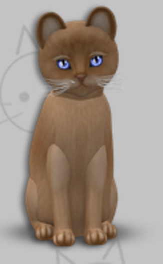KittyCatS Box - Burmese Flame/8T/Male