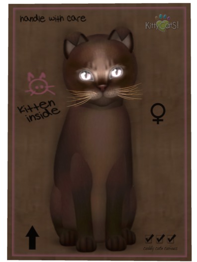 KittyCatS Box - Abyssinian - Dark Chocolate