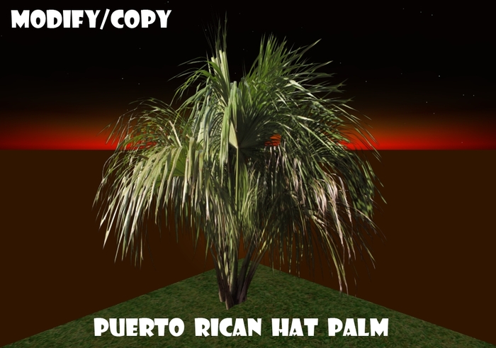 Puerto Rican Hat Palm (Flexi)