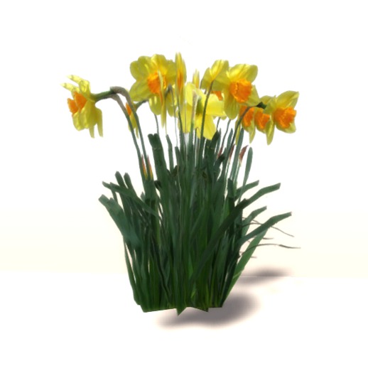 VC - Daffodils-Osterglocken