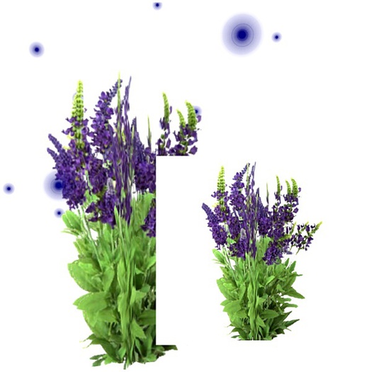 VC - Plant - Lavandula with flying Particels ON/OFF