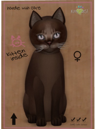 KittyCatS Box - Abyssinian - Dark Chocolate