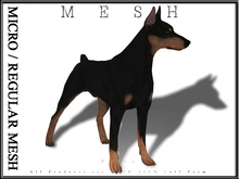 [Feliz] Doberman Pinscher - Micro and Regular MESH - FULL PERM