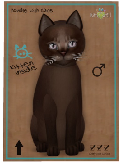 KittyCatS Box - Abyssinian - Dark Chocolate