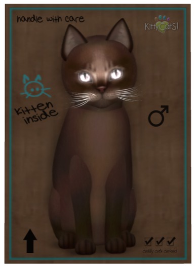 KittyCatS Box - Abyssinian - Dark Chocolate