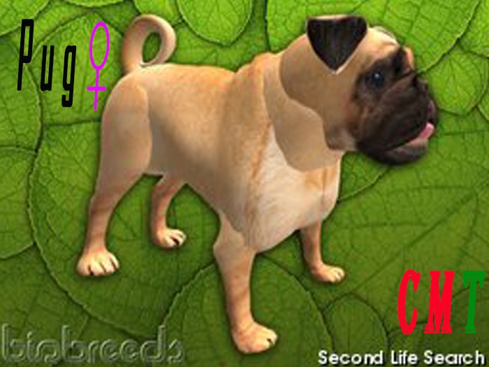 Pug female