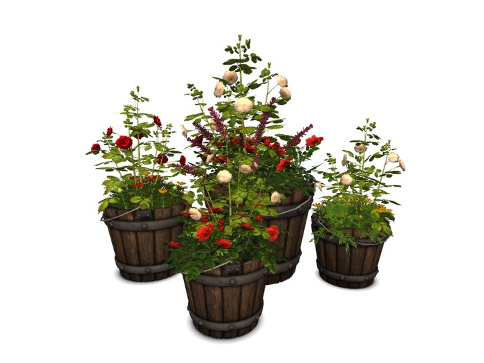 MSD - Buckets of Roses (15 LI) C/M