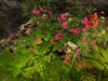 Msd medieval wall ruins cottage garden 2 4a 001