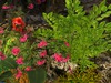 Msd medieval wall ruins cottage garden 2 6a 001