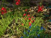 Msd medieval wall ruins cottage garden 3 3a 001